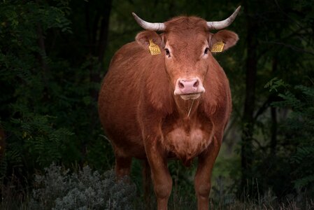 Livestock ungulates animal world of photo