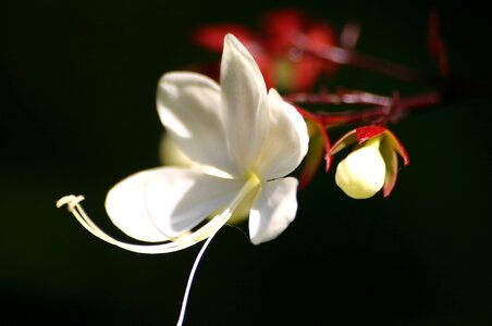 White wood decor ornamental plants