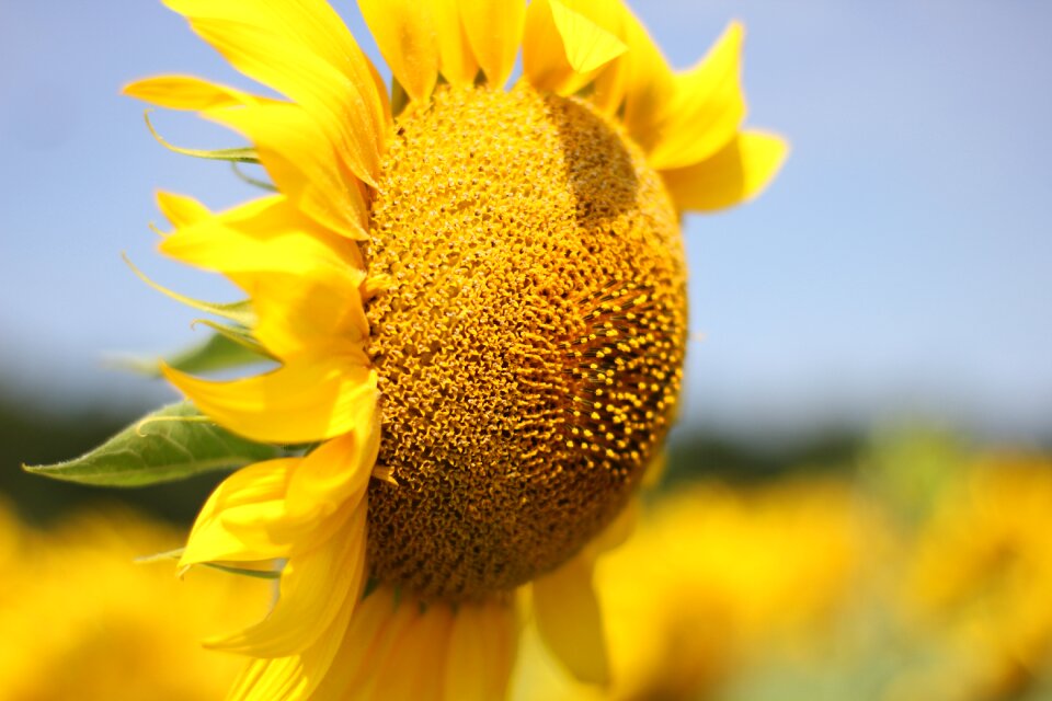 Nature summer yellow