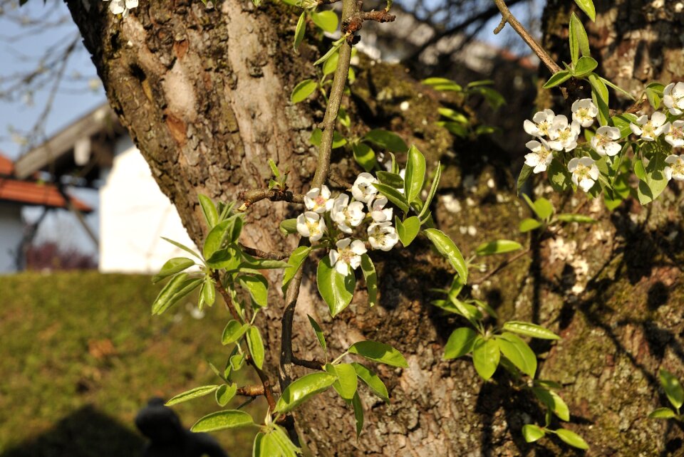 Leaf flower branch