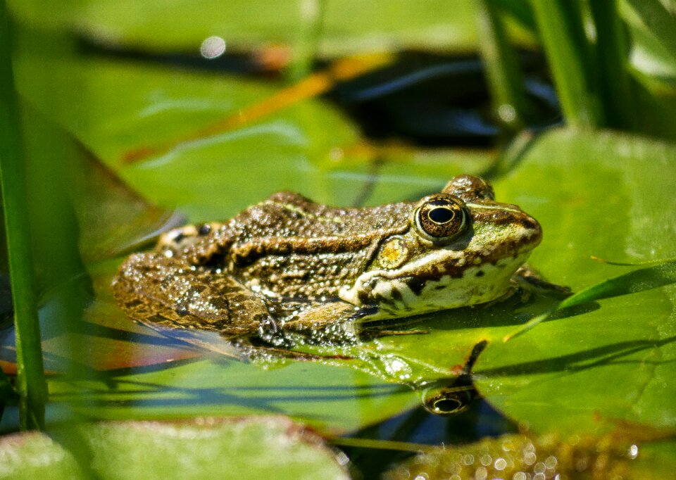 Animal nature water