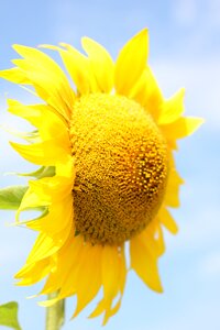 Nature summer yellow