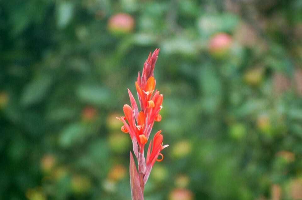 Summer canna red