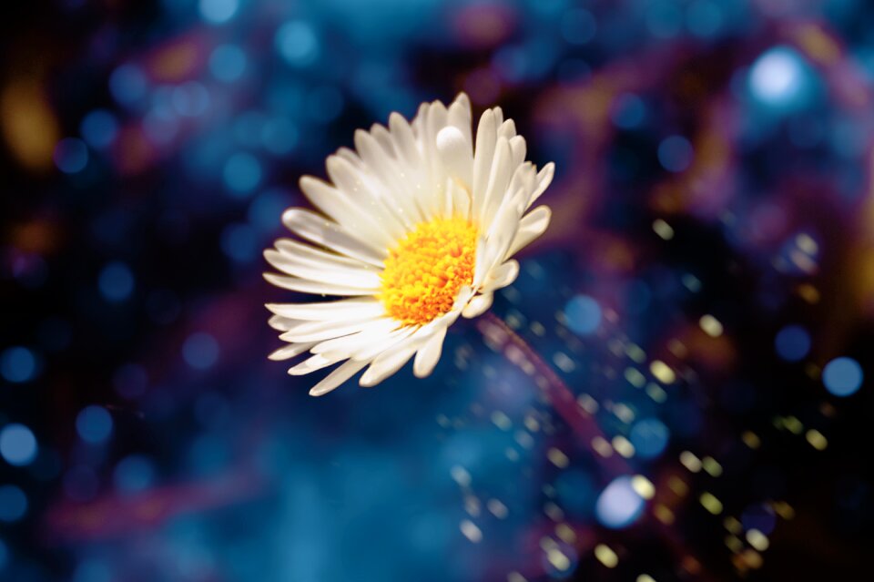 Flowering plant flower spring