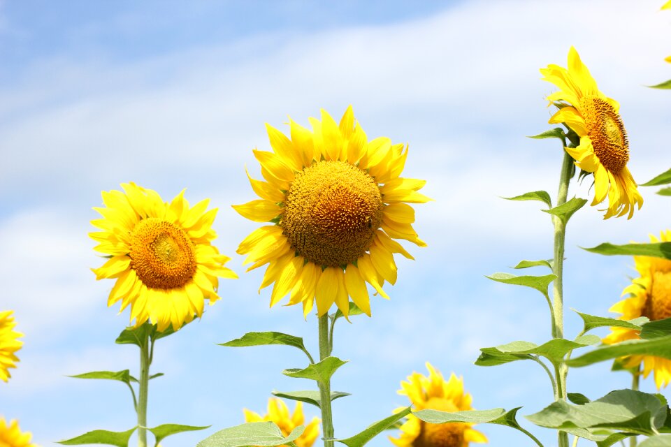 Nature summer yellow