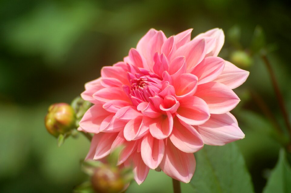 Dahlias pink flowers