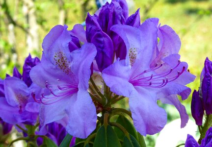 Blossom bloom rhododendron photo