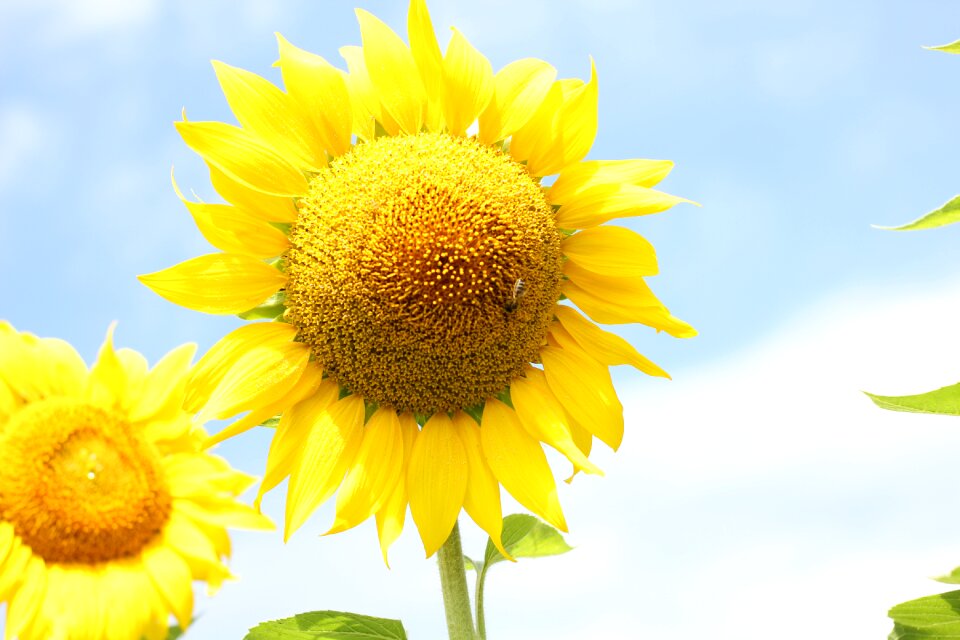 Nature summer yellow