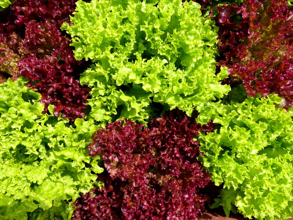 Vitamins lettuce green