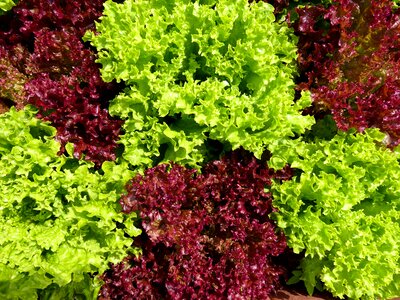 Vitamins lettuce green photo