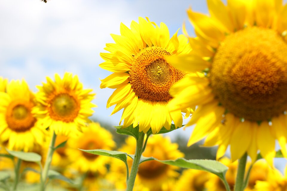 Nature summer yellow