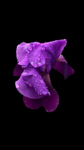 Flower botanical blossom