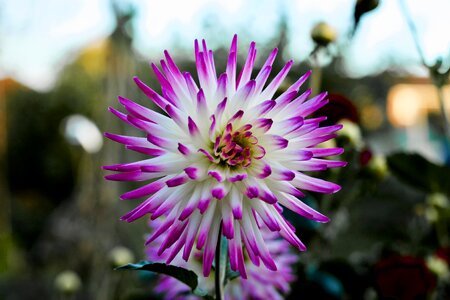 Annual posy head