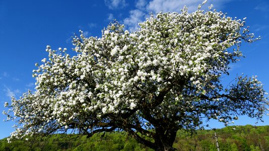 Bloom apple tree sun