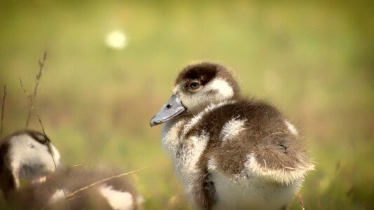 Chicks goslings goose photo