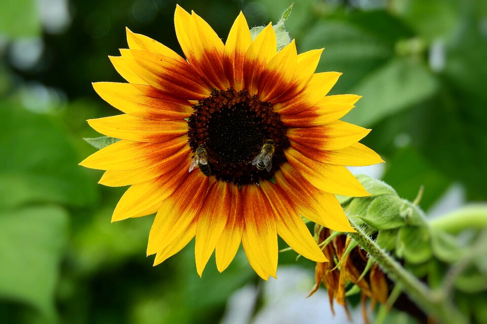 Nature yellow summer