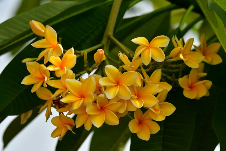 Bali tropical exotic