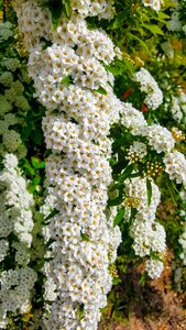 Plant bridal bouquet white
