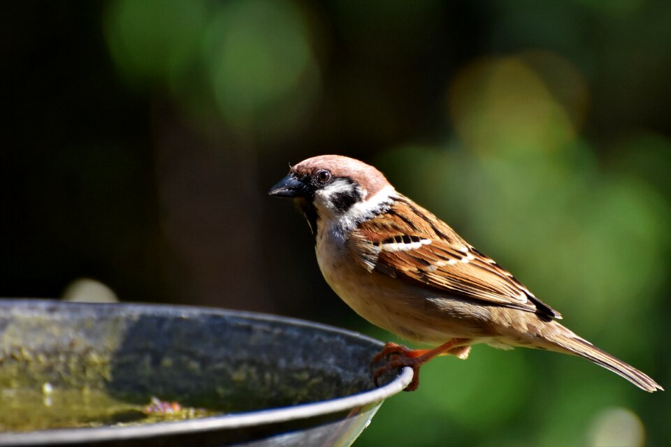 Animal birdie plumage