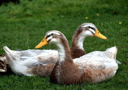 Feathers birds yellow beaks photo