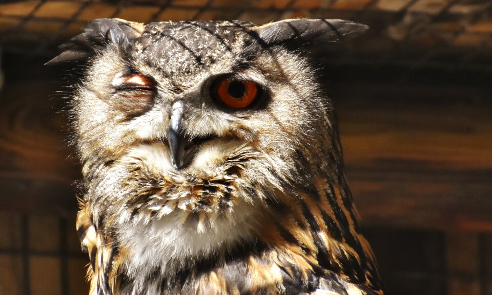 Eagle owl animals wild bird