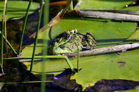 Water lily water amphibian