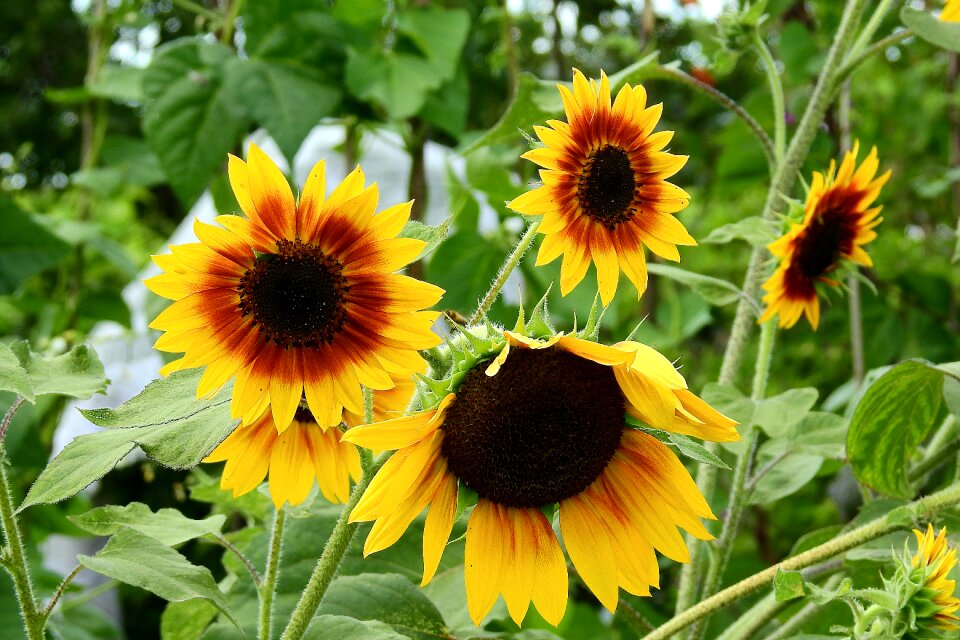 Flowers summer beautiful