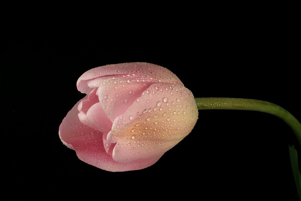 Petals flowers nature