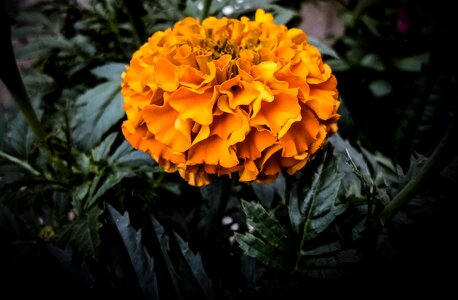 Bloom flora fresh