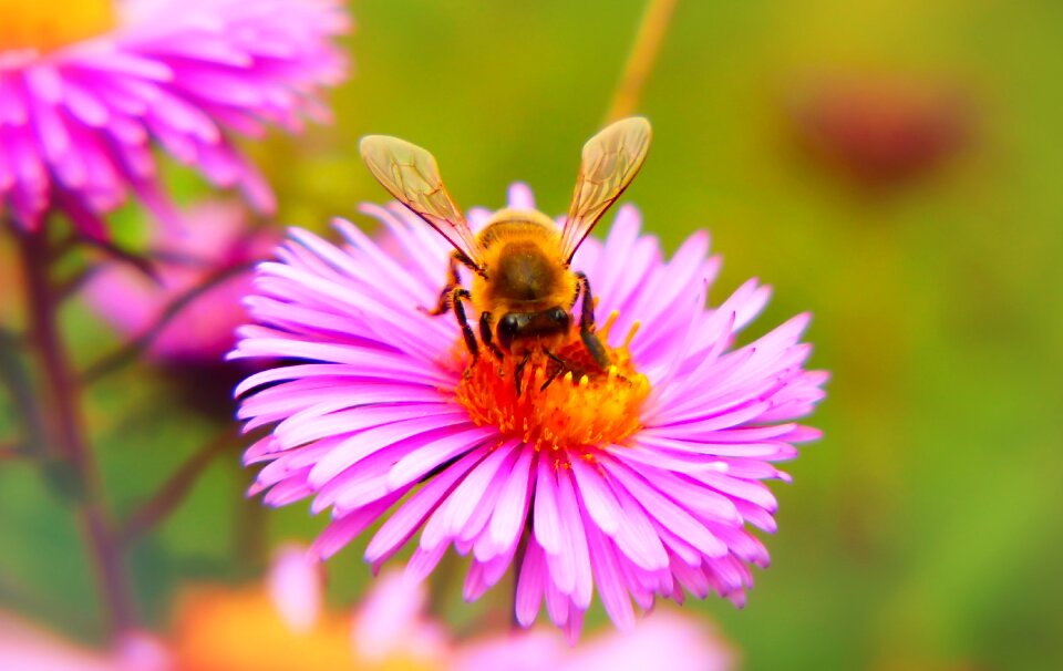 Apiformes wings animals