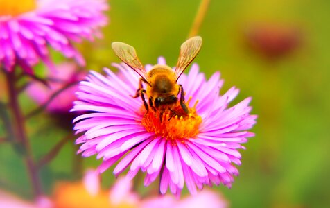 Apiformes wings animals