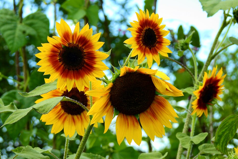 Beauty yellow flowers