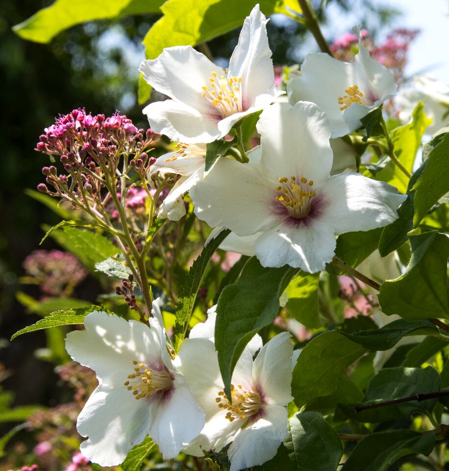 Nature plant summer