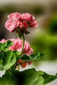 Pink blossom plant photo
