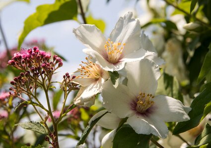 Nature plant summer