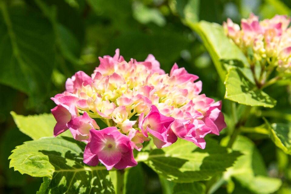 Flower summer hydrangea flower photo