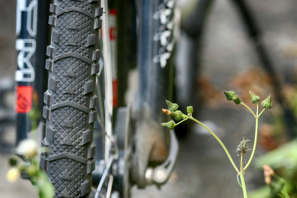 Bicycle wild flowers gray bike