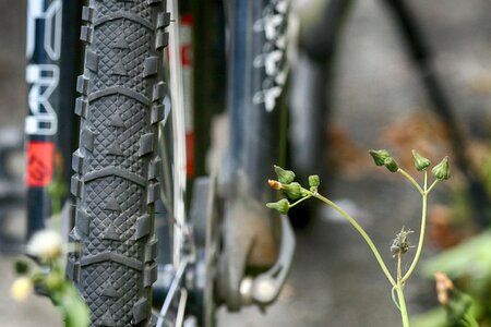 Bicycle wild flowers gray bike