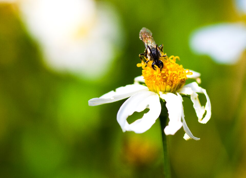 Insect summer close up