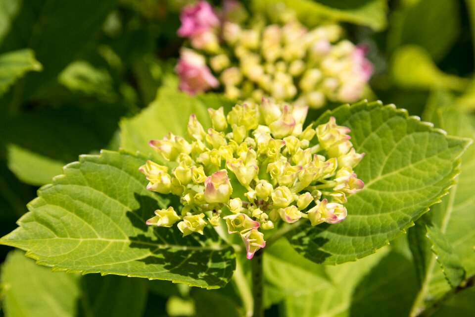 Plant summer garden