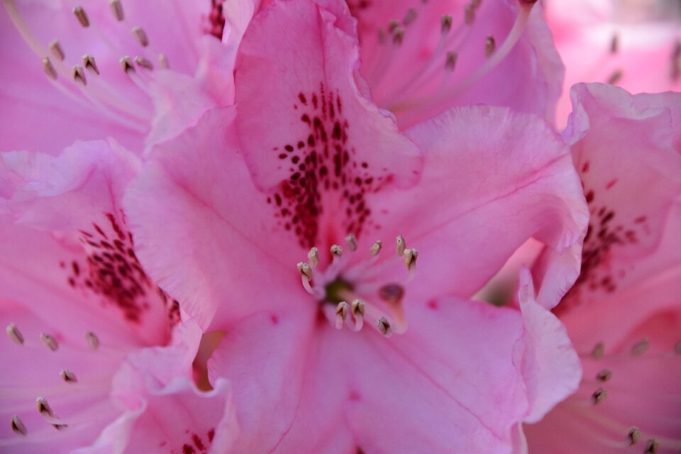 Nature pale pink flowering
