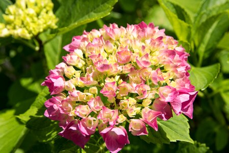 Flower summer hydrangea flower photo