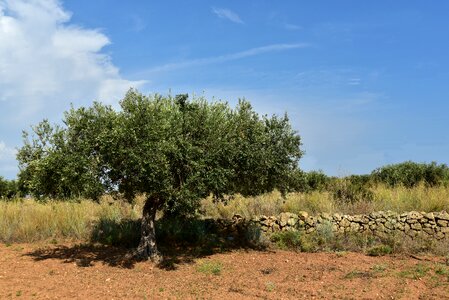 Agriculture olive grove nature