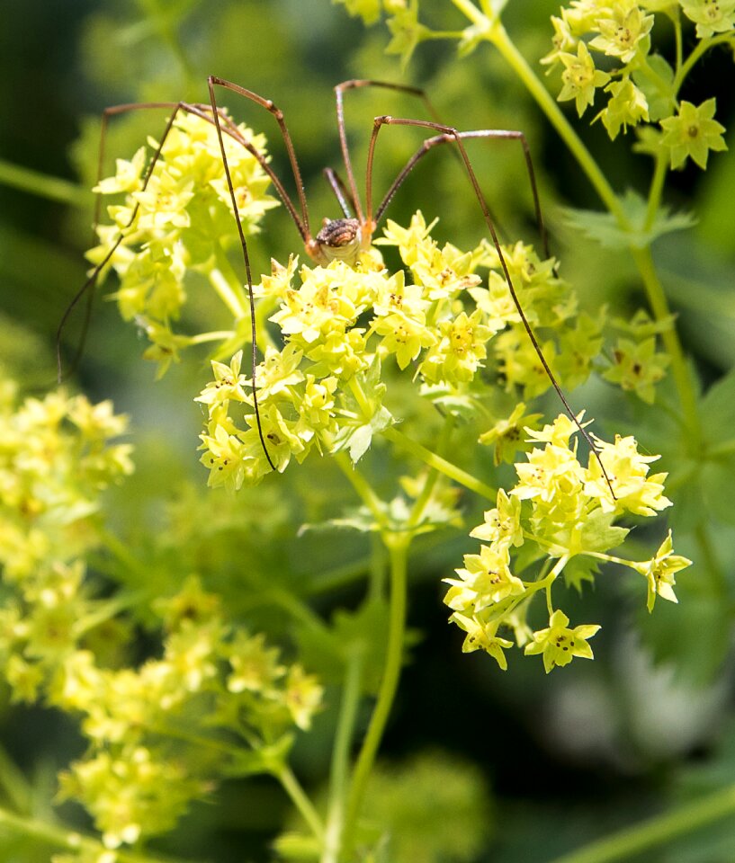 Garden spider flora