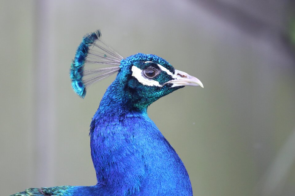 Feathers nature beak