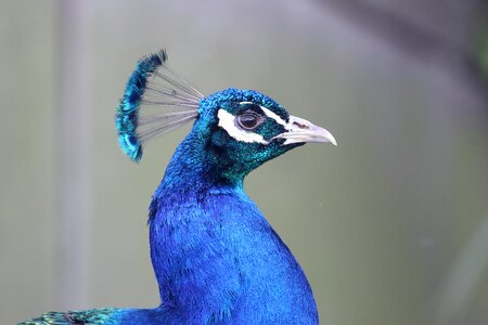 Feathers nature beak