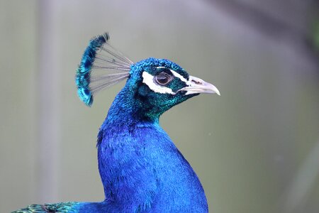 Feathers nature beak photo