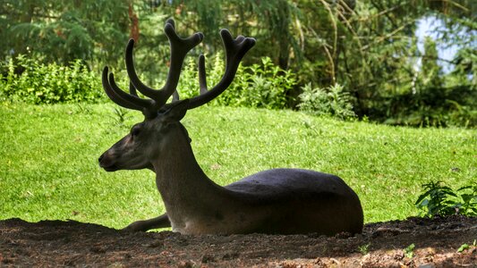 Wild nature forest