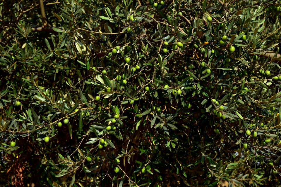 Branch green background