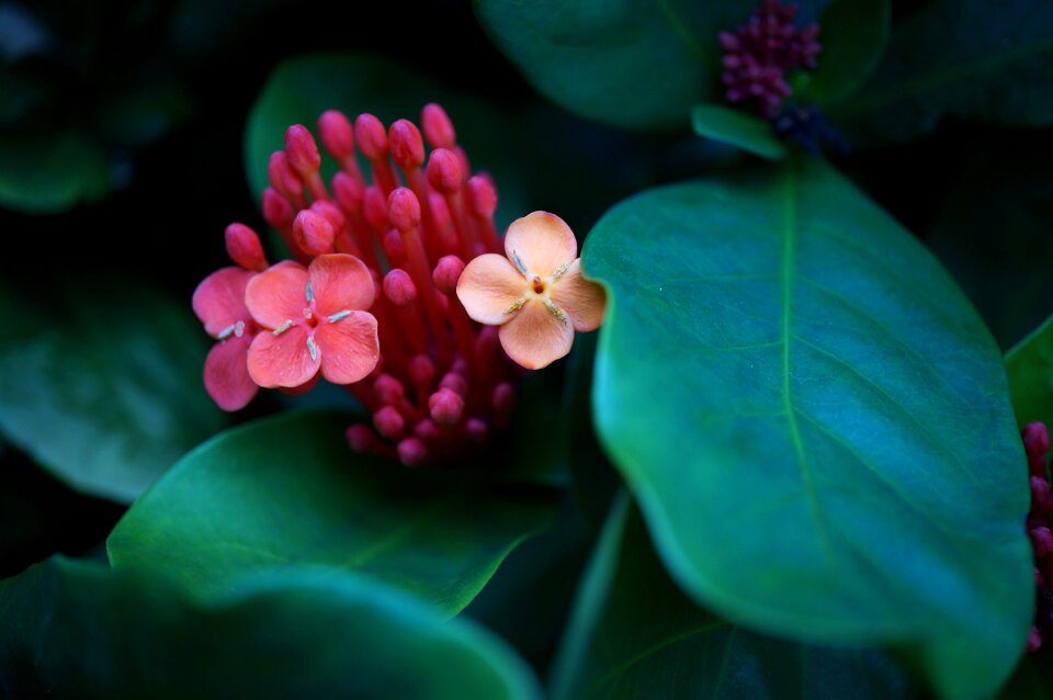 Green growth natural